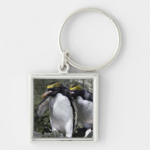 Llavero Pingüinos de los macarrones, Georgia del sur