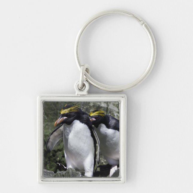 Llavero Pingüinos de los macarrones, Georgia del sur (Frente)