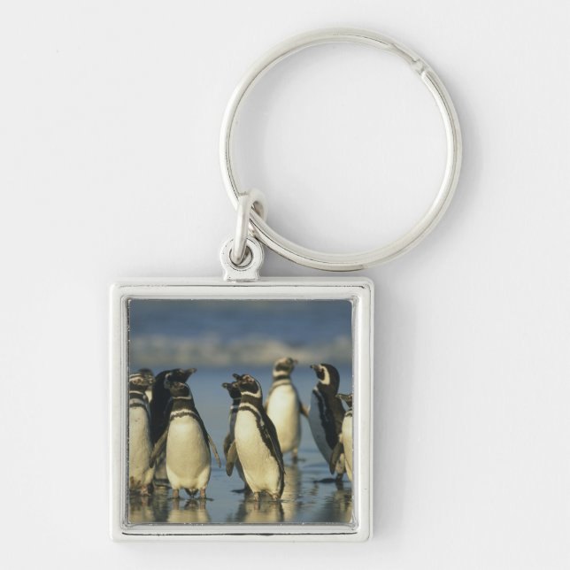 Llavero Pingüinos de Magallanes, Spheniscus (Frente)