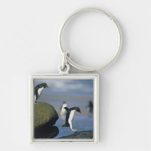 Llavero Pingüinos saltarrocas, Eudyptes chrysocome),