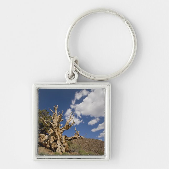 Llavero Pino Bristlecone en el Bosque Antiguo Bristlecone, (Frente)