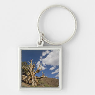 Llavero pino de Bristlecone en el bosque de Bristlecone,