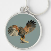 Pintura de la acuarela del pájaro del halcón