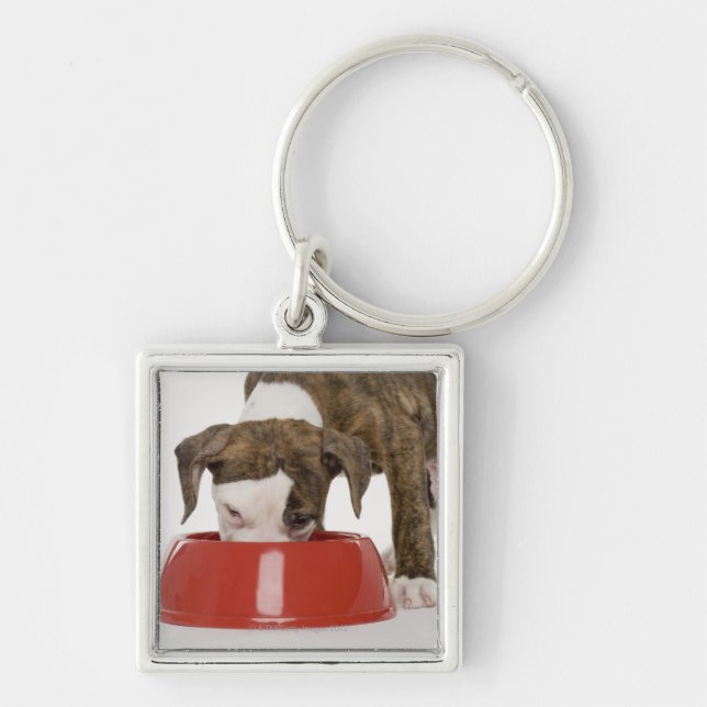 Llavero Pitbull del perrito que come fuera de plato (Frente)