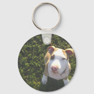 Llavero pitbull terrier americano mirando hacia arriba