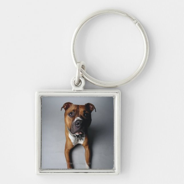 Llavero Pitbull Terrier que se acuesta (Frente)