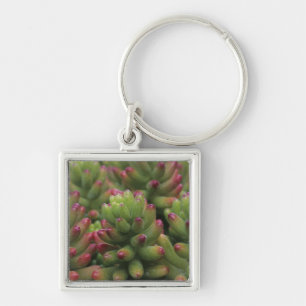Llavero planta Sedum, Museo del Desierto de Arizona-Sonora