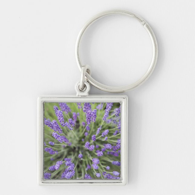 Llavero Plantas de lavanda (Frente)