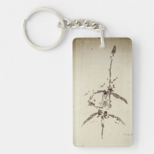 Llavero Plesiosaurus dolichodeirus keychain