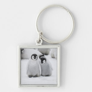 Llavero Pollitos de pingüino del emperador sobre hielo en