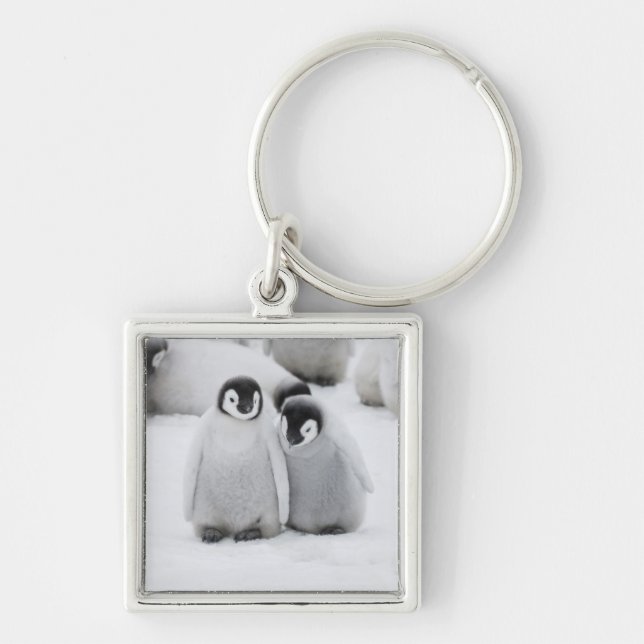 Llavero Pollitos de pingüino del emperador sobre hielo en  (Frente)