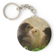 Pollos de Pascua