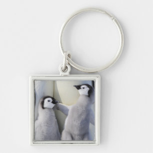 Llavero Polluelo del pingüino de emperador