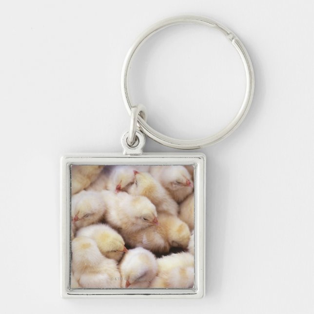 Llavero polluelos, cría de pollos (Frente)