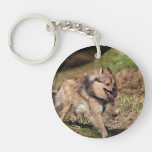 Llavero Pomerania corriendo con el mazo