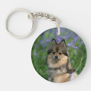 Llavero Pomerania en la hierba