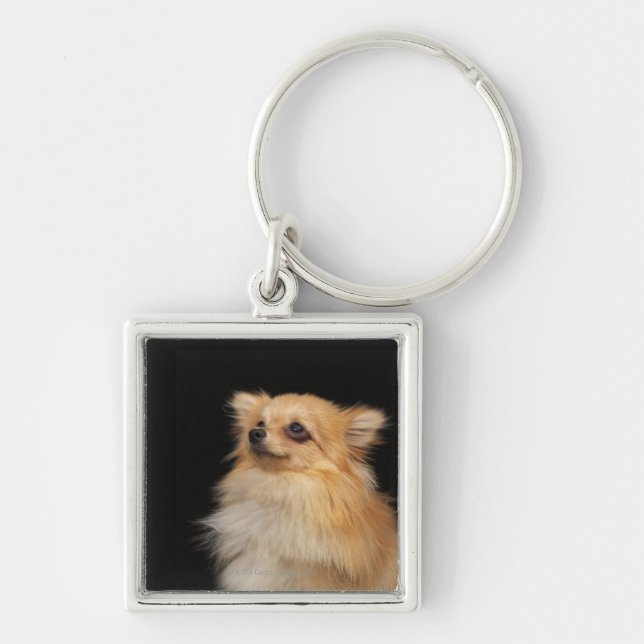 Llavero Pomeranian que mira para arriba en negro (Frente)
