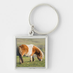 Llavero Poni Shetland en pastizal cerca de acantilados alt