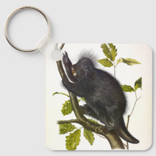 Llavero Porcupine de Norteamérica o Canadá por Audubon