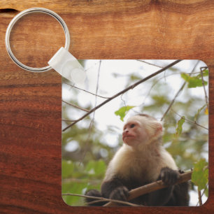Llavero Primate Curioso, Capuchino de Cara Blanca