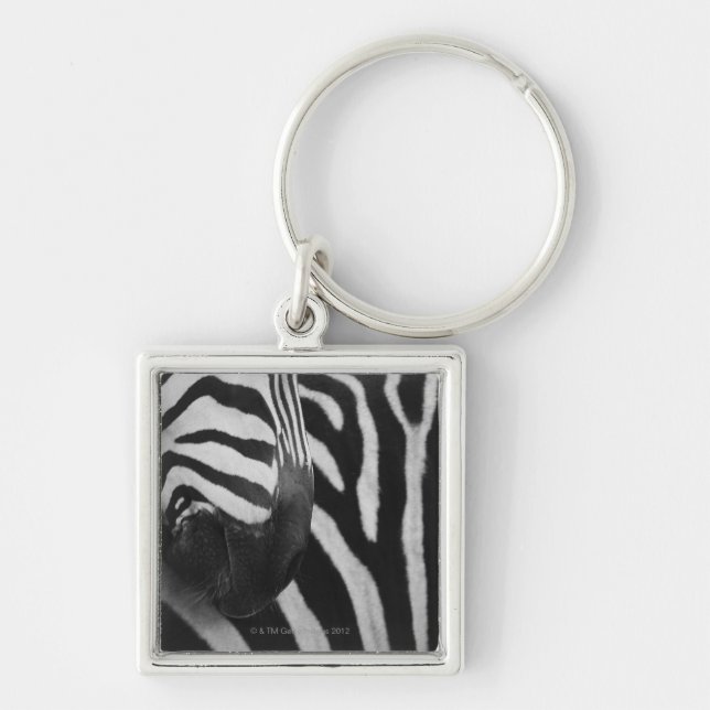 Llavero Primer de la cara y del hombro de la cebra (Frente)