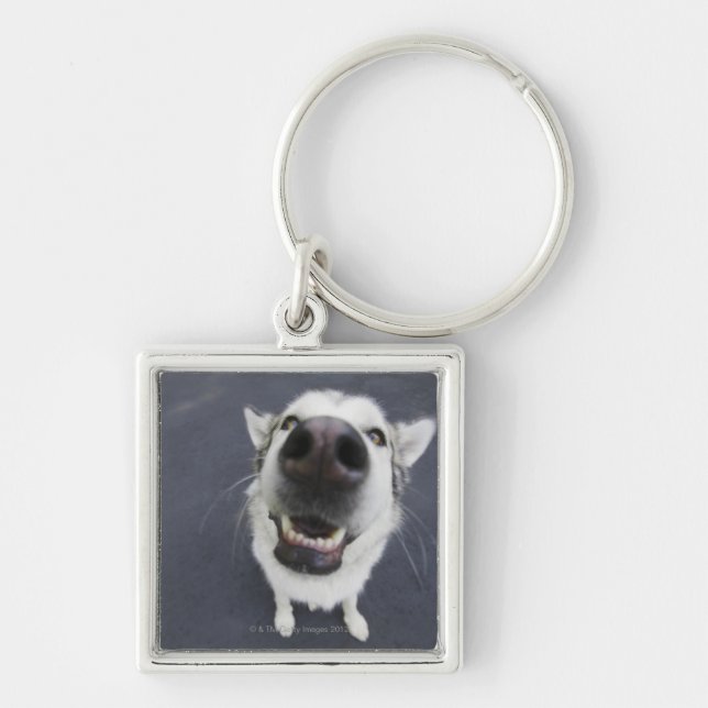 Llavero Primer de la nariz del perro esquimal (Frente)
