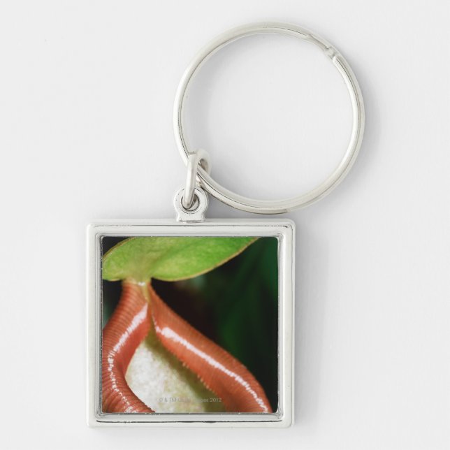 Llavero Primer de la planta de jarra (Frente)