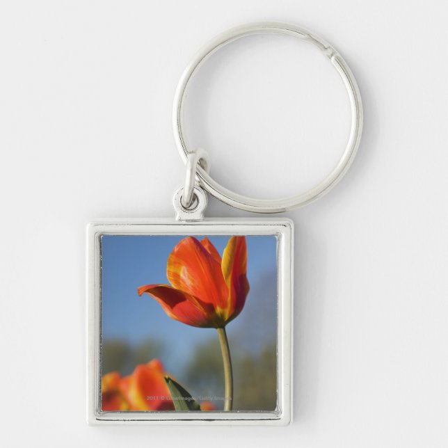 Llavero Primer de las flores del tulipán (Frente)