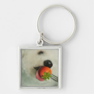 Llavero Primer de un Bichon Frise que come una fresa