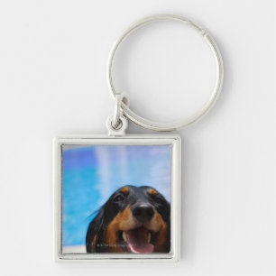 Llavero Primer de un jadeo del perro del Dachshund