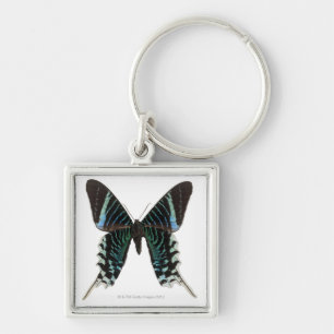Llavero Primer de una mariposa