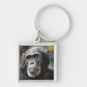 Llavero Primer plano de chimpancé macho