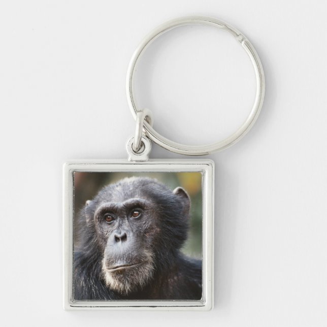 Llavero Primer plano de chimpancé macho (Frente)