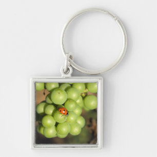 Llavero Primer plano de mariquita en uvas verdes Pinot Noi