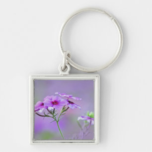 Llavero Primer plano de Phlox de Drummond, Phlox drummondi