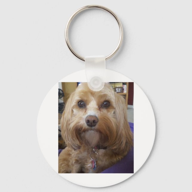 Llavero Productos de Cavapoo o Cavadoodle (Anverso)