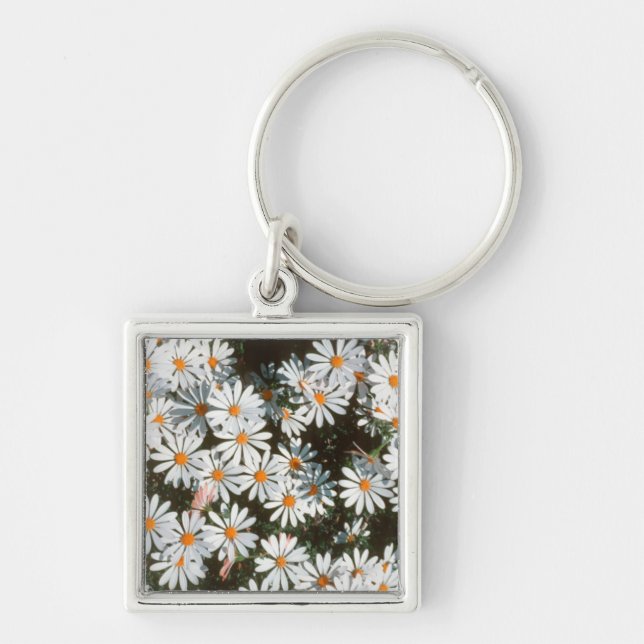 Llavero Profusión de margaritas blancas (Asteraceae) (Frente)