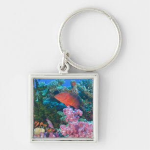 Llavero Pseudanthias en escuela (Pseudanthias