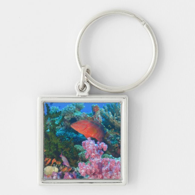 Llavero Pseudanthias en escuela (Pseudanthias (Frente)