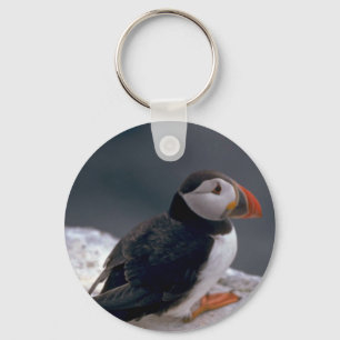 Llavero Puffin, Fratercula Artica