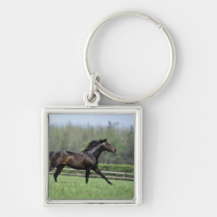 Llavero Pura sangre del caballo, Wassl 1988,