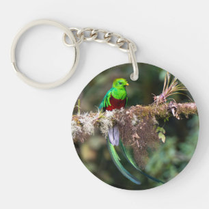 Llavero Quetzal Resplandeciente en el Bosque Nuboso