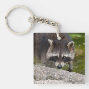 Llavero Raccoon hace contacto directo con los ojos