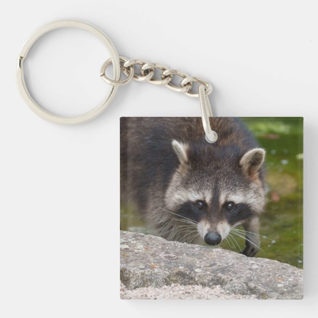 Llavero Raccoon hace contacto directo con los ojos (Frente)