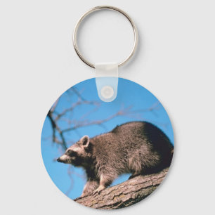 Llavero Raccoon Perched