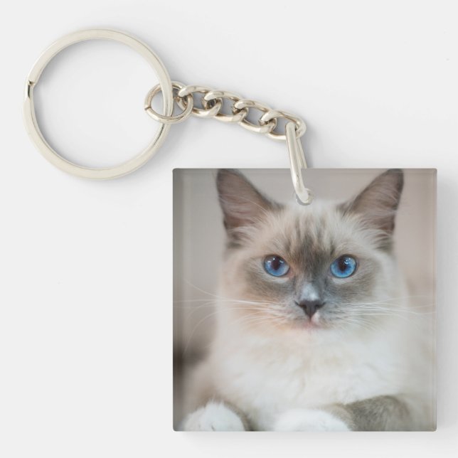 Llavero Ragdoll Kitten Portrait (Frente)