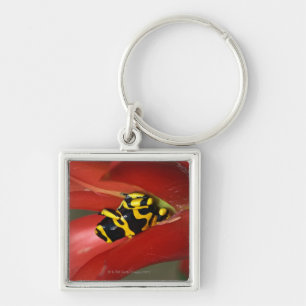 Llavero rana Amarillo-congregada del veneno