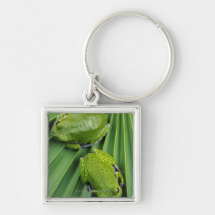 Llavero Rana arbórea del descortezamiento (gratiosa del