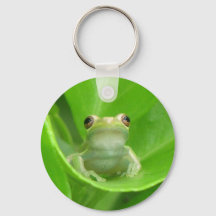 Rana arbórea en hoja de Naranja de sangre - Cadena