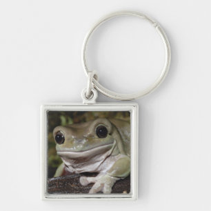 Llavero Rana arbórea regordeta. Rana sonriente. Litoria